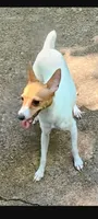 AKC , a female Toy Fox Terrier for sale in Crown City, OH – 1 of 1