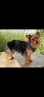 Pippin, a female Yorkshire Terrier for sale in Crown City, OH – 2 of 2
