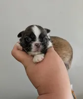 Luey, a male Pekingese for sale in Crown City, OH – 2 of 2