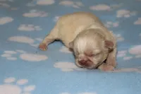 Uno, a male Pekingese for sale in Crown City, OH – 2 of 3
