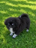 Jasmine, a female Pekingese for sale in Crown City, OH – 2 of 3