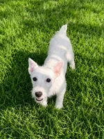 Trio, a female Jack Russell Terrier for sale in Crown City, OH – 2 of 3