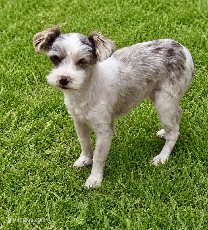 Misty – Miniature Schnauzer puppy for sale in Crown City, OH