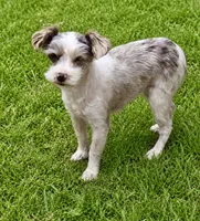 Misty, a female Miniature Schnauzer for sale in Crown City, OH – 1 of 1