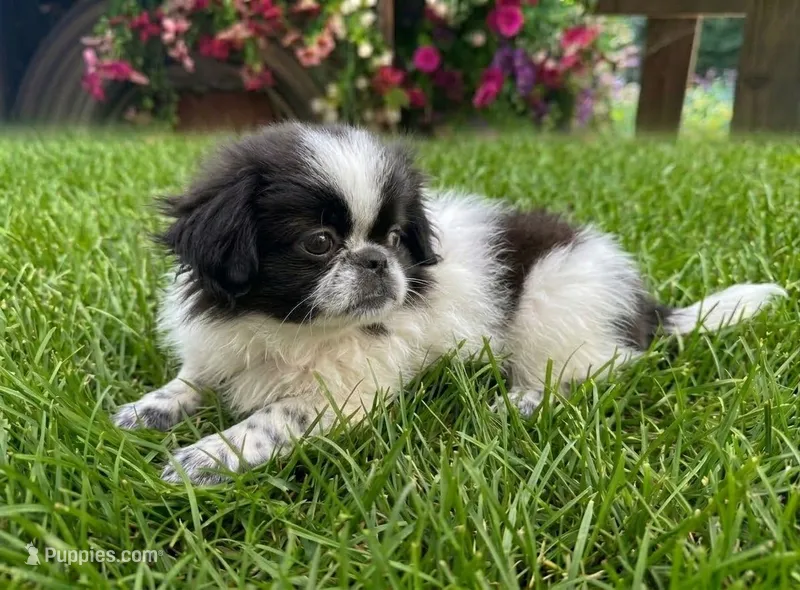 Oreo – Pekingese puppy for sale in Crown City, OH