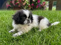 Oreo, a female Pekingese for sale in Crown City, OH – 1 of 1