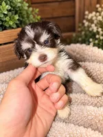 Male 1, a male Miniature Schnauzer for sale in Crown City, OH – 3 of 3