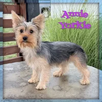 Annie, a female Yorkshire Terrier for sale in Crown City, OH – 2 of 2