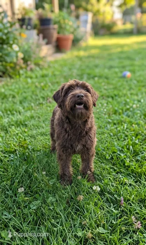 Coco – Miniature Schnauzer puppy for sale in Crown City, OH