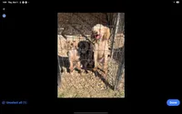 Toys, a female Poodle - Toy  for sale in Crown City, OH – 3 of 3