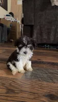 Male 2, a male Miniature Schnauzer for sale in Crown City, OH – 2 of 2