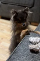 Toy, a female Pomeranian for sale in Crown City, OH – 6 of 9