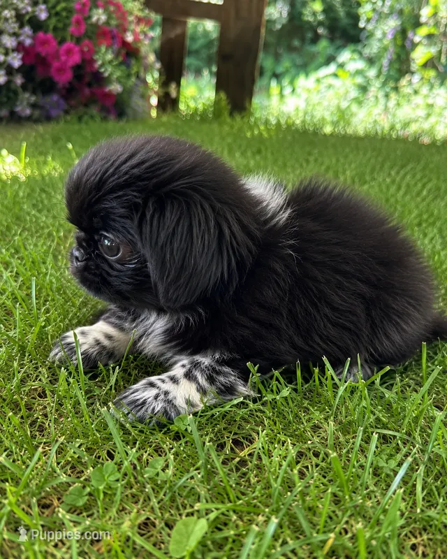 Jasmine – Pekingese puppy for sale in Crown City, OH