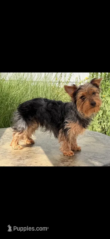 Pippin – Yorkshire Terrier puppy for sale in Crown City, OH