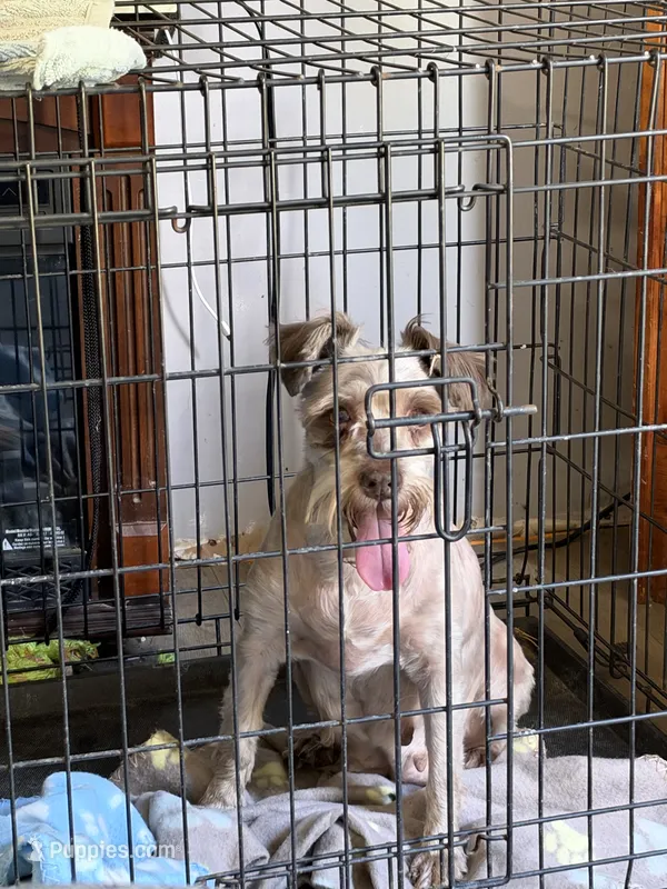 Bred – Miniature Schnauzer puppy for sale in Crown City, OH