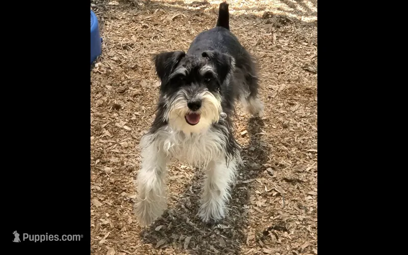 Shera – Miniature Schnauzer puppy for sale in Crown City, OH