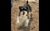 Shera, a female Miniature Schnauzer for sale in Crown City, OH – 1 of 1