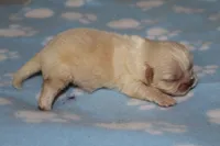 Uno, a male Pekingese for sale in Crown City, OH – 1 of 3