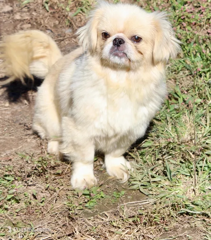 Four  – Pekingese puppy for sale in Crown City, OH