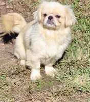 Four , a female Pekingese for sale in Crown City, OH – 1 of 5