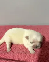 Male 1, a male Pekingese for sale in Crown City, OH – 2 of 2