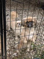 Four , a female Pekingese for sale in Crown City, OH – 5 of 5