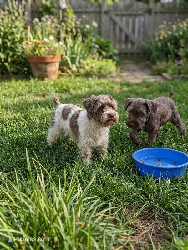 Carly – Miniature Schnauzer puppy for sale in Crown City, OH