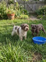 Carly, a female Miniature Schnauzer for sale in Crown City, OH – 1 of 1
