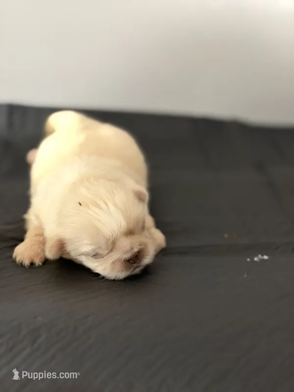 Uno – Pekingese puppy for sale in Crown City, OH