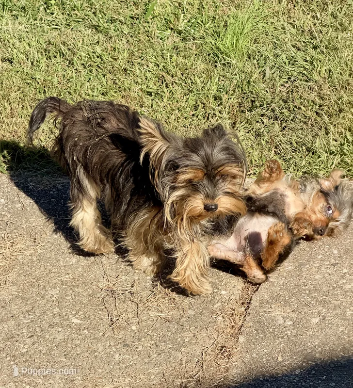 Winston – Yorkshire Terrier puppy for sale in Crown City, OH