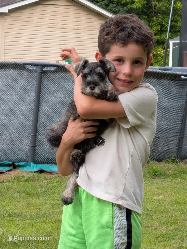Group – Miniature Schnauzer puppy for sale in Crown City, OH