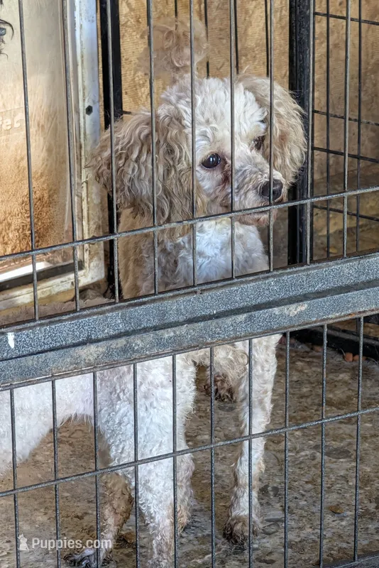 Toys – Poodle - Toy  puppy for sale in Crown City, OH