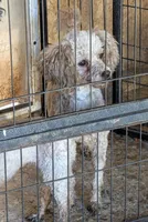 Toys, a female Poodle - Toy  for sale in Crown City, OH – 1 of 3