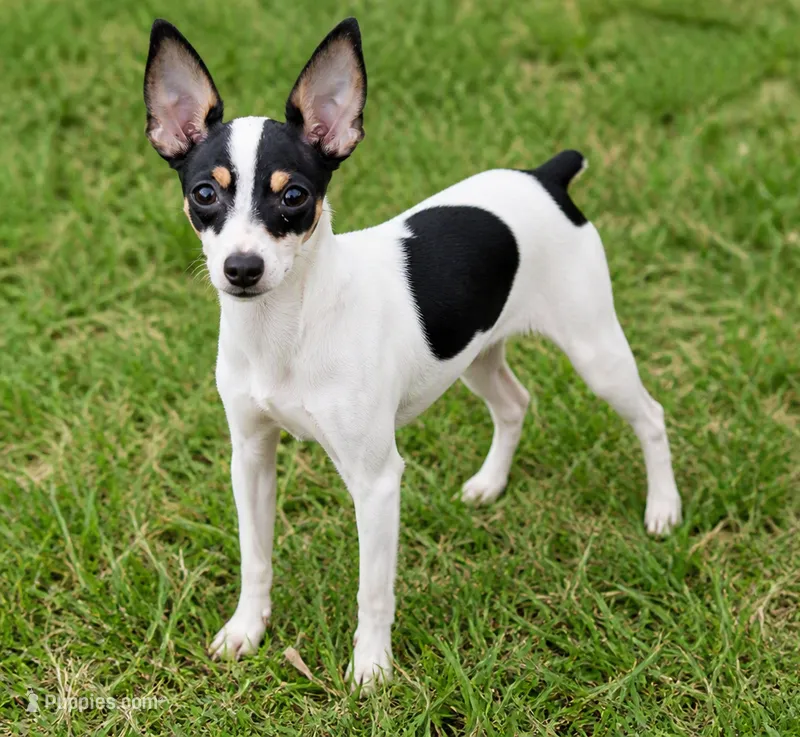 AKC 1  – Toy Fox Terrier puppy for sale in Crown City, OH