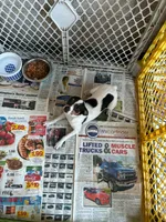 Coco, a female Toy Fox Terrier for sale in Crown City, OH – 2 of 3