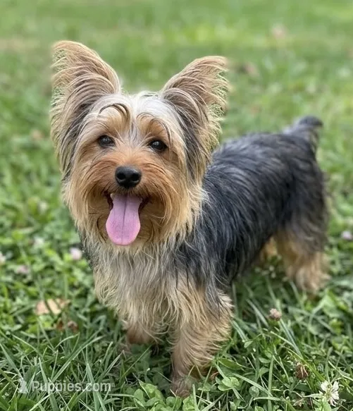 Jazzy – Yorkshire Terrier puppy for sale in Crown City, OH