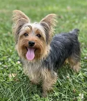 Jazzy, a  Yorkshire Terrier for sale in Crown City, OH – 1 of 1