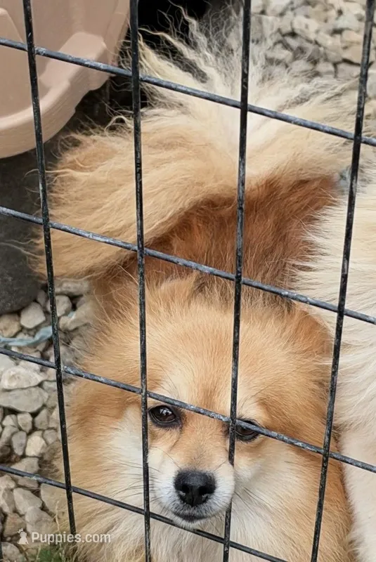 Piper – Pomeranian puppy for sale in Crown City, OH