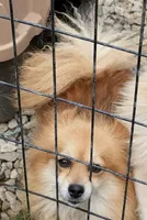 Piper, a female Pomeranian for sale in Crown City, OH – 1 of 1