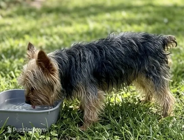 Trixie – Yorkshire Terrier puppy for sale in Crown City, OH