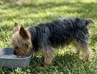 Trixie, a  Yorkshire Terrier for sale in Crown City, OH – 1 of 2