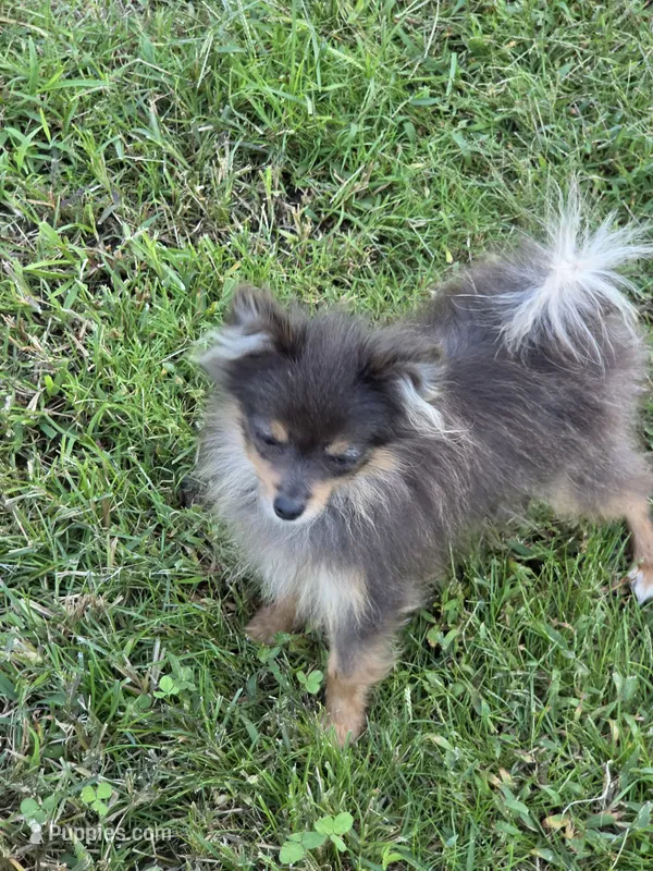 Teacup – Pomeranian puppy for sale in Crown City, OH