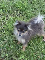 Toy, a female Pomeranian for sale in Crown City, OH – 1 of 9