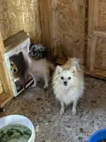 Pregnant, a female Pomeranian for sale in Crown City, OH – 5 of 5