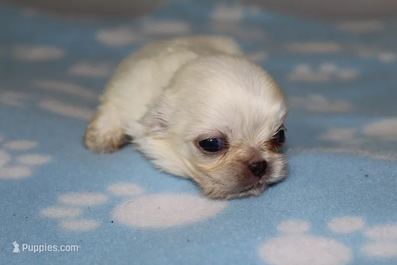 Male 1 – Pekingese puppy for sale in Crown City, OH