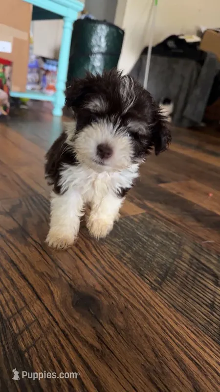 Male 2 – Miniature Schnauzer puppy for sale in Crown City, OH