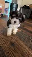 Male 2, a male Miniature Schnauzer for sale in Crown City, OH – 1 of 2