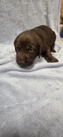 Chocolate , a male Labrador Retriever for sale in Scotland, SD – 2 of 2