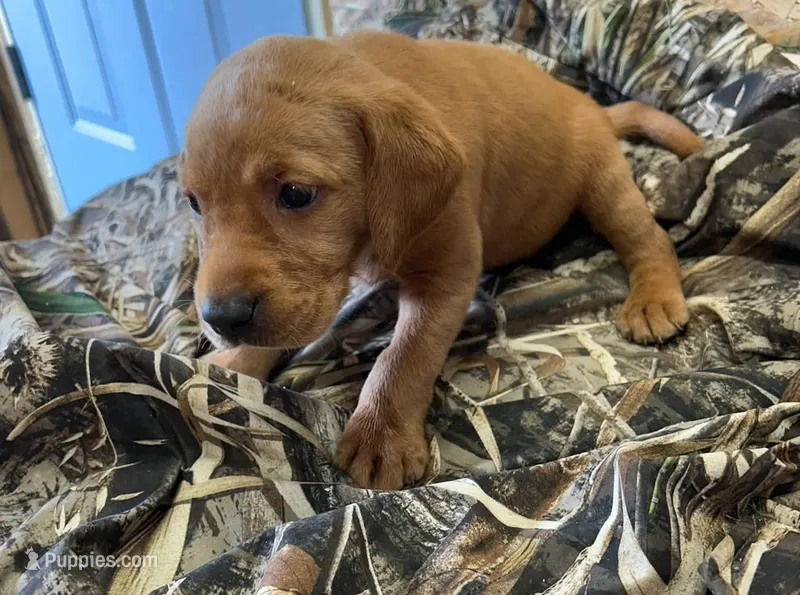 Red – Labrador Retriever puppy for sale in Scotland, SD