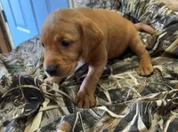 Red, a female Labrador Retriever for sale in Scotland, SD – 1 of 1